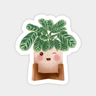 Cute Plant Illustration,  Calathea Burle-Marxii Amabilis Sticker